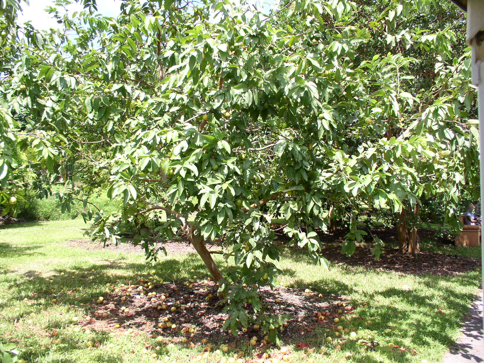 photo1